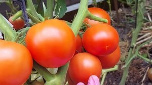 Обзор коллекционных томатов,выращенные из моей рассады.Тепличные томаты в открытом грунте.Самара202