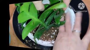 пересадка Epiphyllum chrysocardium Селеницереус Хризокардиум (марниера)