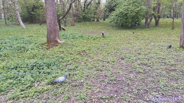 Весна в Краснодаре. Ботанический сад им.Косенко