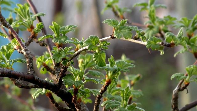 22 апреля – именины сегодня отмечают смотреть онлайн