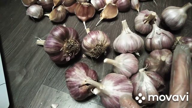 Отбор чеснока для посадки. Это признак вырождения? смотреть онлайн