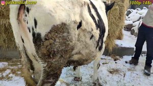 Черный Пёстрая Голштин Парода 20-30-35л Сути Бор Сигирлар Сотилади.Тел:+992927617201 Имо Ватсапп.