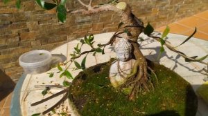 Фикус бонсай с Буддой обезглавлен! Эволюция бонсай из торгового центра.