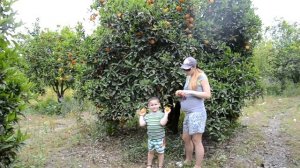 Мандариновое дерево в Турции нашли в турции сад с Мандаринами Tangerine tree in Turkey Beldibi