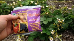 Чем подкормить клубнику во время цветения