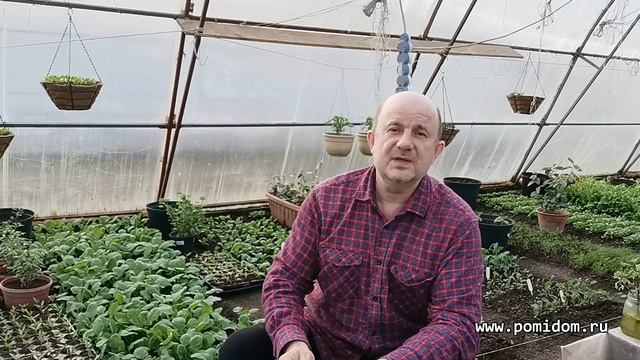 Частное Семеноводство. Лунный Календарь. Чистота сорта. Болезни Томатов.  Ответы на вопросы часть 1