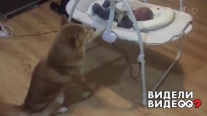 Пес-нянька. Видели видео? Фрагмент выпуска от 17.05.2020