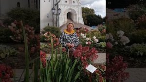 Гортензия-медонос :Дарума