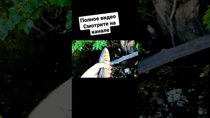 Рыбалка без удочки. Голавль