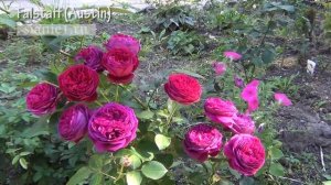 Роза Falstaff (Austin)