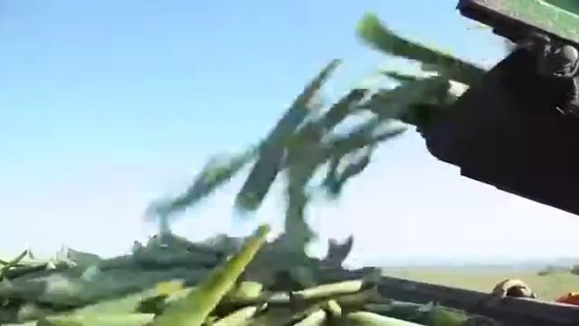 Плантации Форевер смотреть онлайн