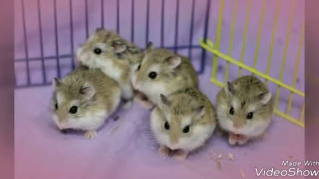 Самые милые хомячки смотреть онлайн