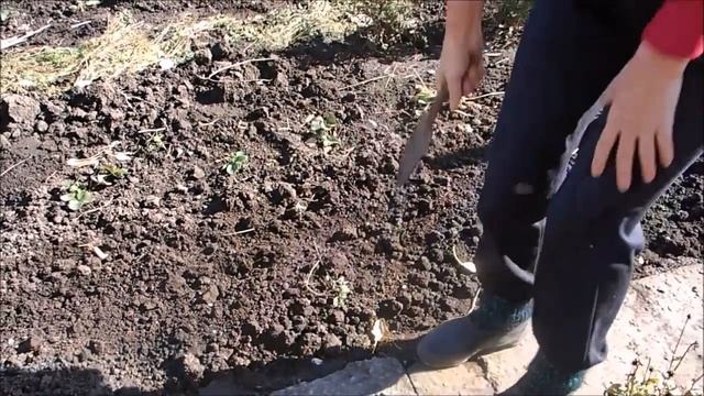 Посадка озимого чеснока. Когда сажать озимый чеснок