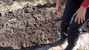 Посадка озимого чеснока. Когда сажать озимый чеснок