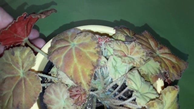 КОМНАТНЫЕ РАСТЕНИЯ(ЦВЕТЫ).НОВИНОЧКА И ПОКУПКИ ДЛЯ РАСТЕНИЙ.