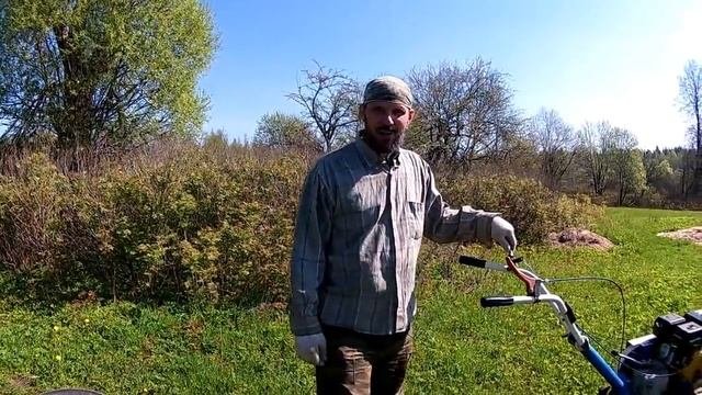 Сеем фацелию