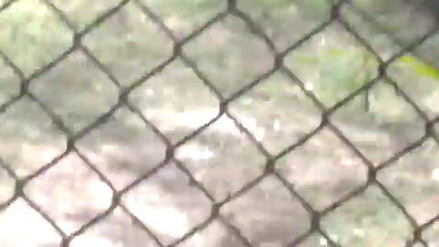 зоопарк белая сова и.т.д. смотреть онлайн