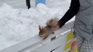 Доброе и позитивное видео. Кормим белочек на катке в Парке Горького... мимимишное видео...