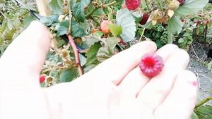 Малина Таганка в конце сентября