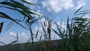 Охота на кулика вместо вальдшнепа. Ошибка определения птиц. Путь не опытного охотника)) МР-155 prof