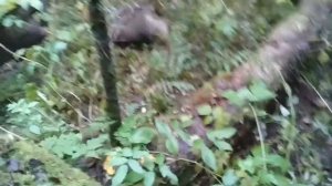 гончая и барсук