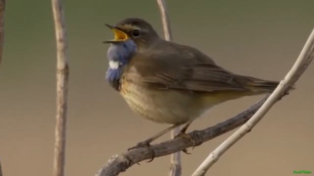 Варакушка птица соловей смотреть онлайн