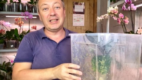 пересадить орхидею легко // простой грунт для орхидей // ЛЕГАТО-ОБРАЗНАЯ орхидея