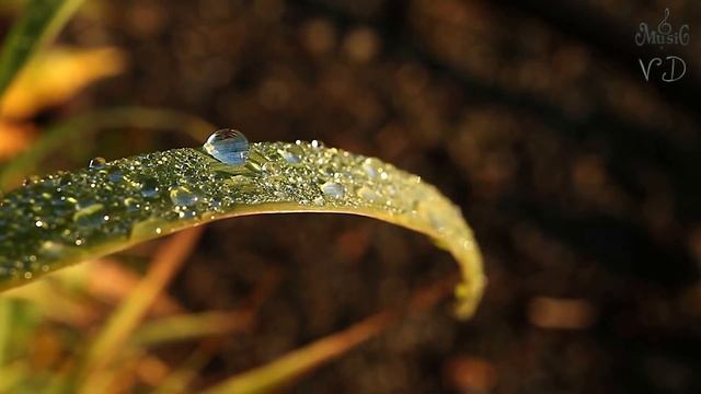 "Пусть счастливы все будут на Земле..." Я.Поплавская и А.Тиханович смотреть онлайн