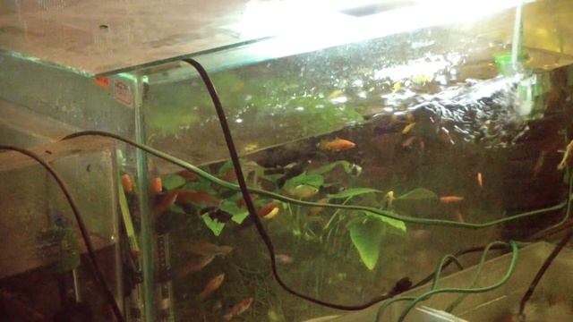 Результаты лечения ихтиофтириоза(манки). Выводы. Итоги. смотреть онлайн