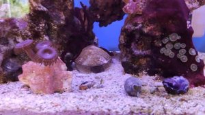 Морской аквариум 30 литров в офисе