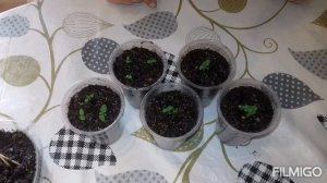 БАКОПА от посева до цветения \ от А до Я \ весь процесс вегетации за 10 минут ?