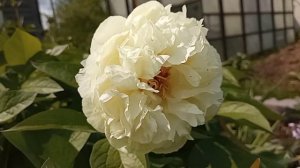 Ранний пион Баллерина