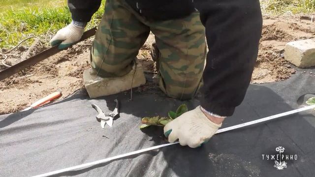 Посадка клубники на геотекстиль (спанбонд)