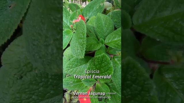 Episcia Tropical Emerald | Episcia cupreata | Hanging Plants | Hanging Flowers | Colorful Flowers