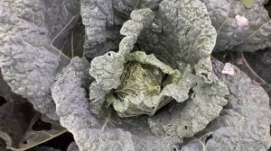 Сделайте такой же,? малоуходный Сад? и Огород.????