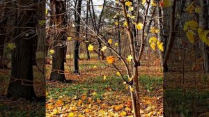 Александр Закшевский (Подруга  -осень 🍂🍁 feat Олег  удача)