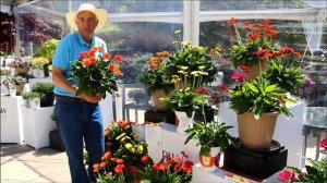 Allan Armitage Sees Promise In Hello! Gerberas From Proven Winners