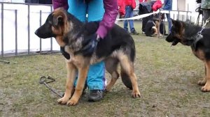 БЕБИ СУКИ _ RussianSiegerZuchtSchau 2013