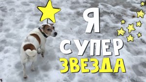 Все собаки, как собаки. Только Джек - Суперзвезда. Погода отвратительная, Джек недоволен