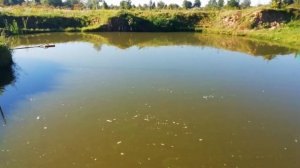 Уже лучше! Такая вода в нашем пруду после внесения хлореллы/ Свой пруд на участке с рыбой и раками.