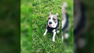 Дрессировка американского стаффордширского терьера. Амстафф. Amstaff