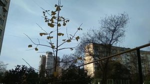 Полезные свойства Гинго Билоба.