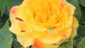 Роза парковая Рейн Лючия (rosa lucia rhenum) ? Рейн Лючия обзор: как сажать, саженцы розы Рейн Лючи