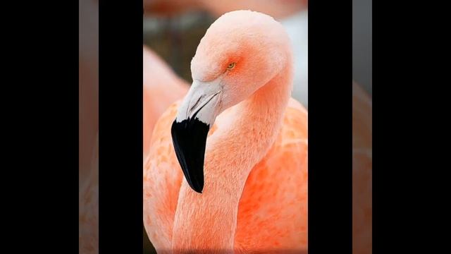 #животные #птицы. Красивые и необычные птицы мира?? смотреть онлайн