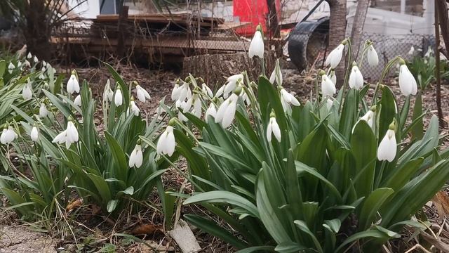 ПОДСНЕЖНИКИ.