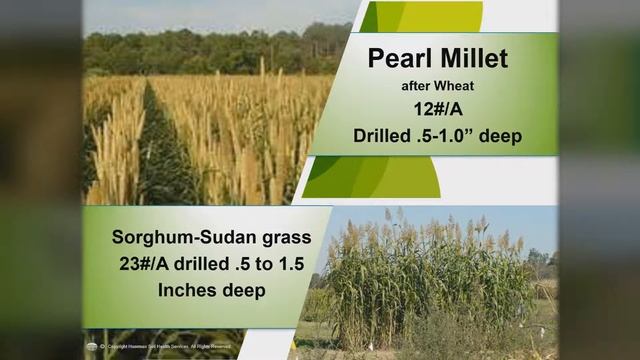 Getting Started With Cover Crops