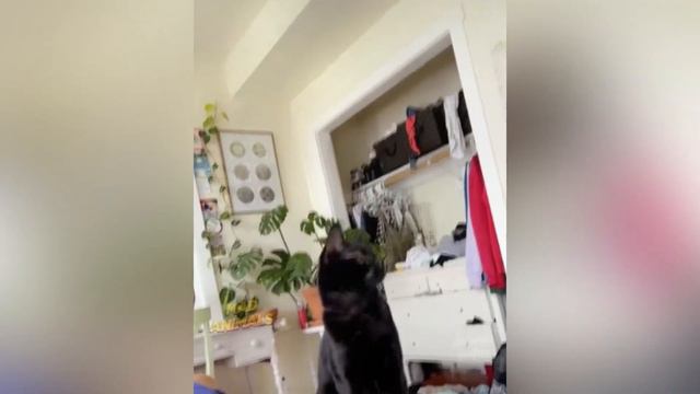 ПРИКОЛЫ С ЖИВОТНЫМИ 😺🐶 СМЕШНЫЕ ЖИВОТНЫЕ , funny animals . ПРИКОЛЫ С КОТАМИ 2021 / Я РЖАЛ ПОЛ ЧАСА 😁 смотреть онлайн