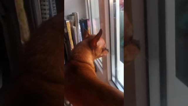 прикол Той терьер