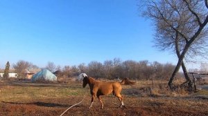 Продаётся лошадь. Кобыла донской породы "Безобразница".