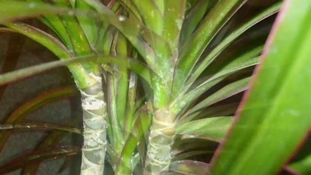 Вредители драцены. Как бороться с вредителями драцены. смотреть онлайн